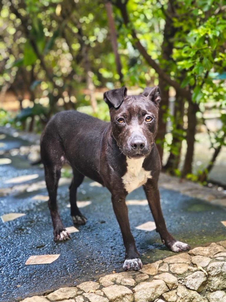 CAMPANHA INCENTIVA ADOÇÃO DE ANIMAIS RESGATADOS NA BR-040 EM PARACATU